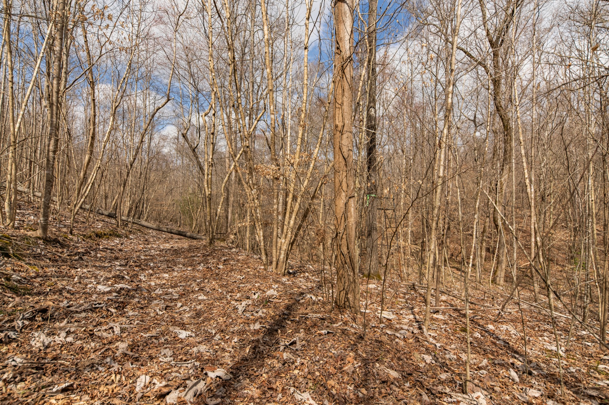 24 Busby Road Loretto, TN 38469 - Photo 43 of 65