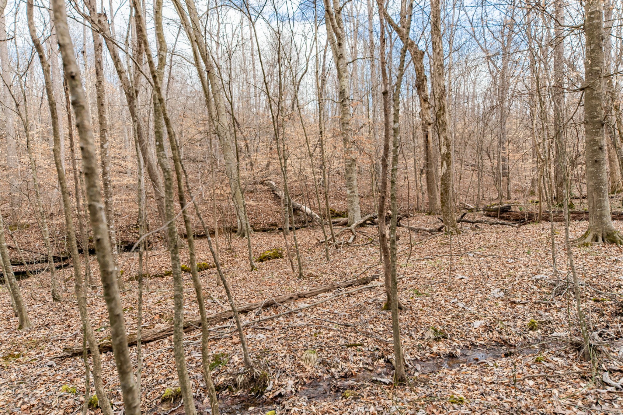 24 Busby Road Loretto, TN 38469 - Photo 44 of 65