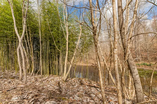a view of a dry yard with wooden fence