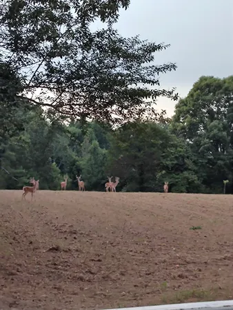 $625,000 | 24 Busby Road, Loretto, TN 38469