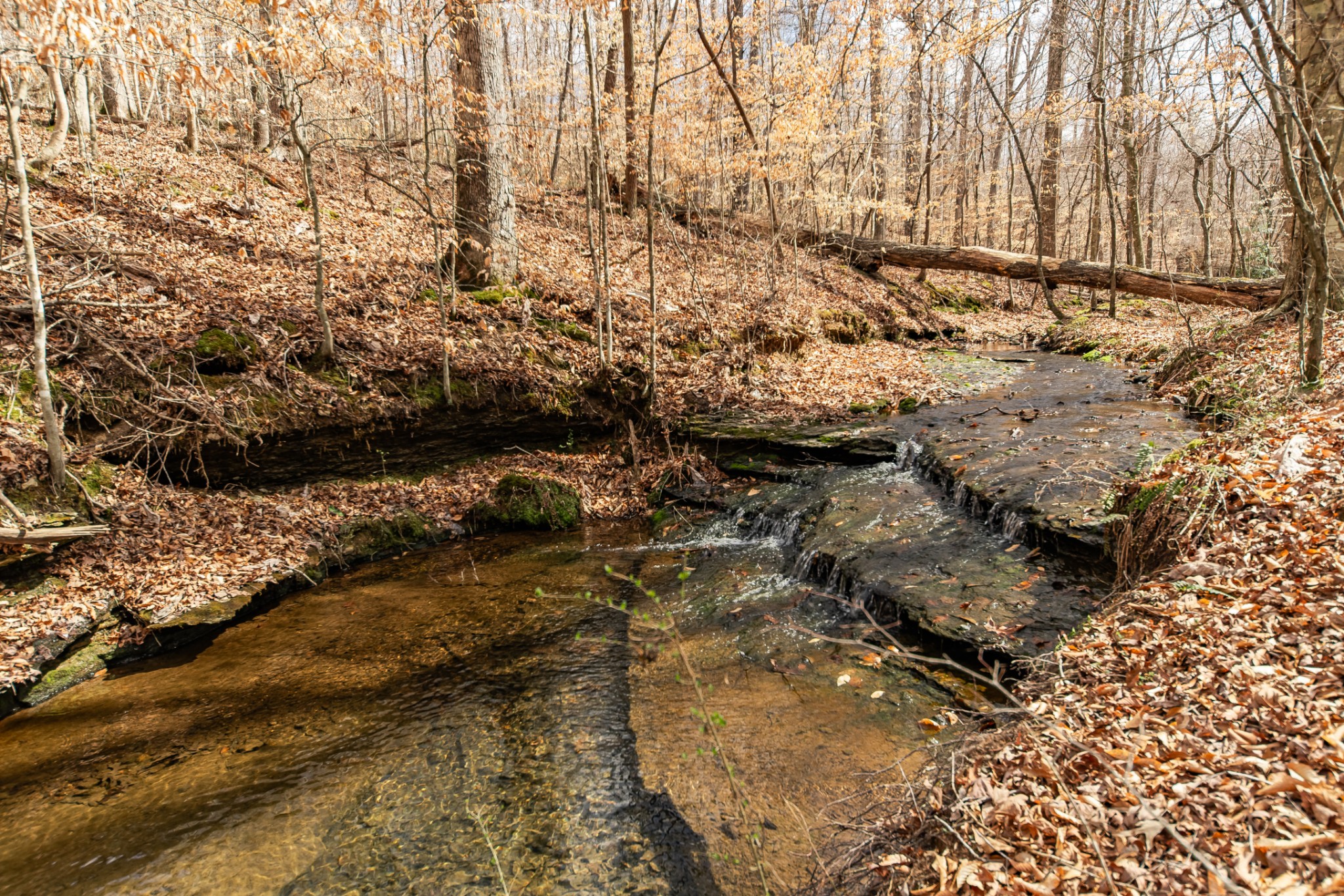 24 Busby Road Loretto, TN 38469 - Photo 7 of 65