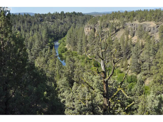 a view of a forest with a mountain in the background