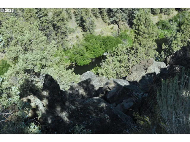 a view of a forest with a tree