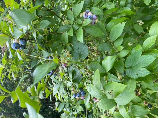 317 Cranberry Meadow Road Berwick, ME 03901 - Photo 7 of 53 blueberry bush