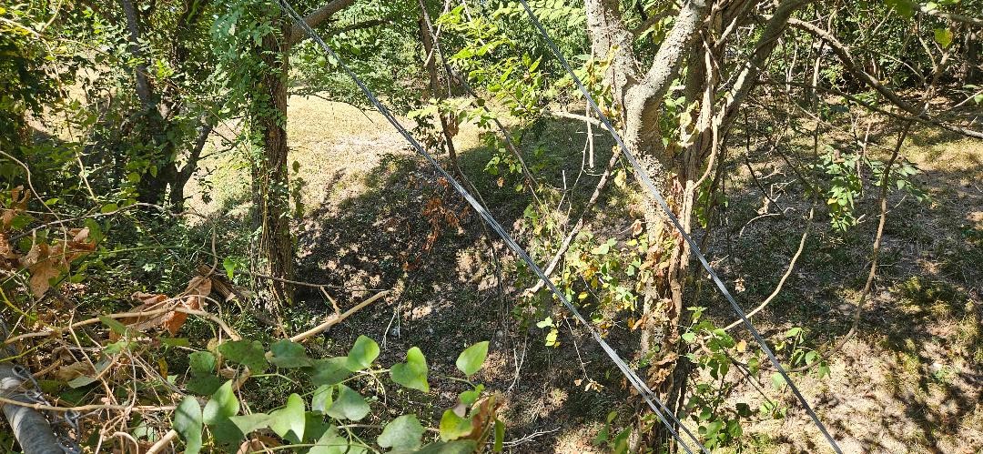 146 Hohldale Street Houston, TX 77022 - Photo 24 of 31 a backyard of a house with lots of trees