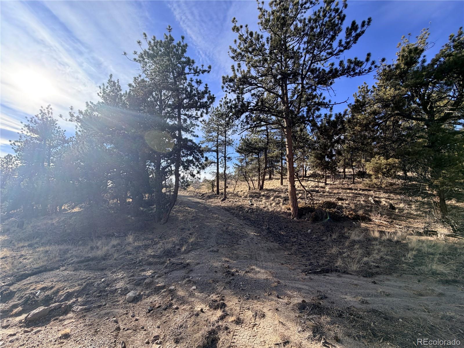 729 Bridle Path Hartsel, CO 80449 - Photo 20 of 24 a view of dirt yard with a tree