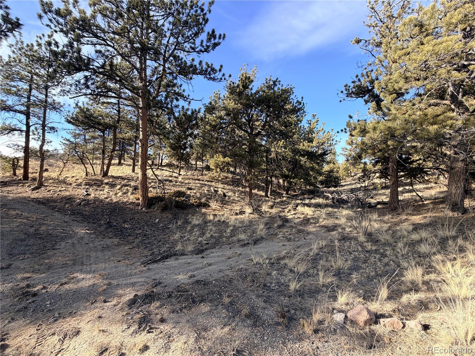 729 Bridle Path Hartsel, CO 80449 - Photo 22 of 24 a view of yard