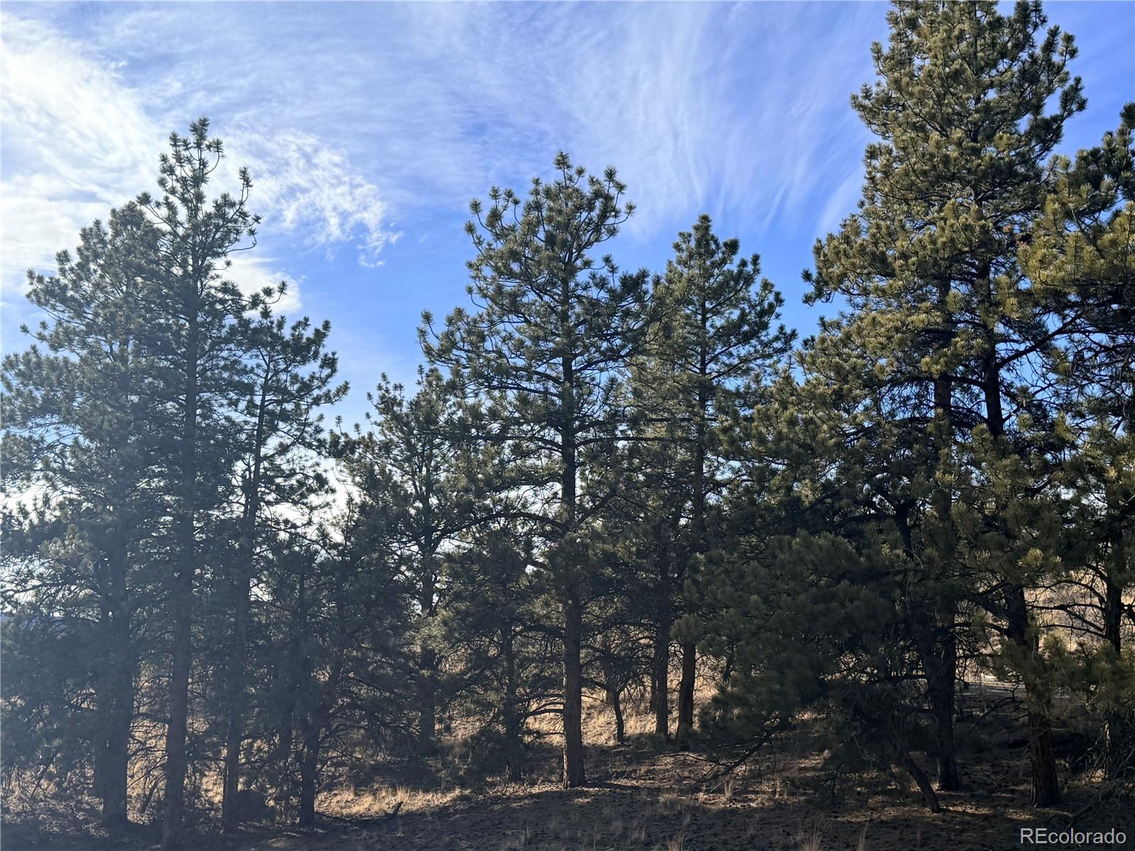 729 Bridle Path Hartsel, CO 80449 - Photo 23 of 24 a picture of tree