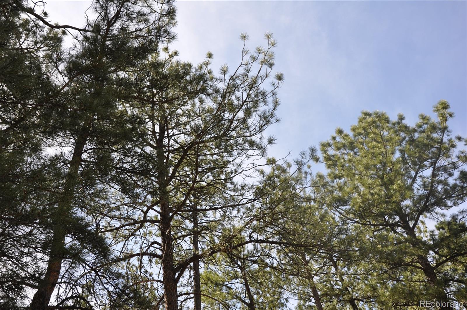 Wood Sorrel Road Larkspur, CO 80118 - Photo 1 of 10