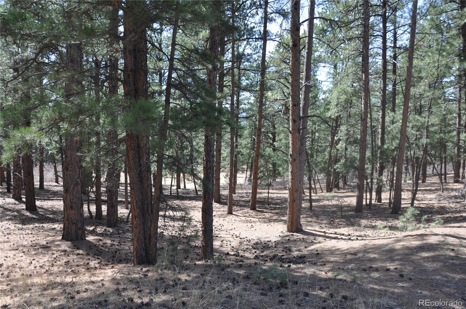 Wood Sorrel Road Larkspur, CO 80118 - Photo 2 of 10 a view of outdoor space with lots of trees