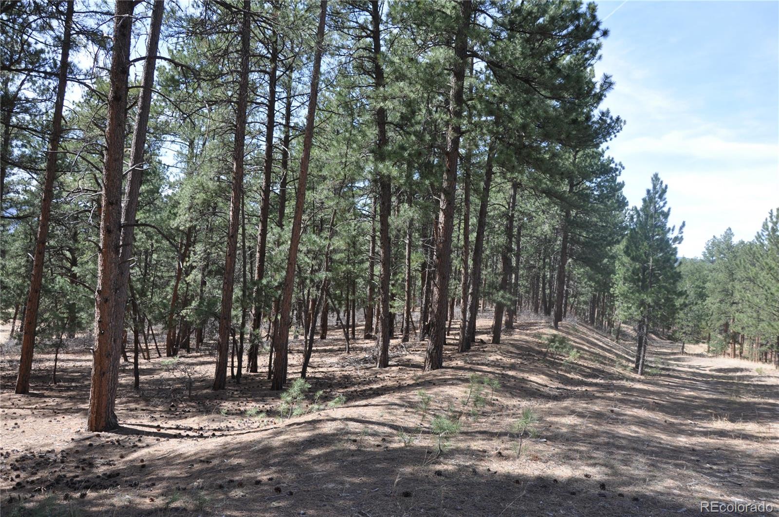 Wood Sorrel Road Larkspur, CO 80118 - Photo 3 of 10 a view of outdoor space with trees