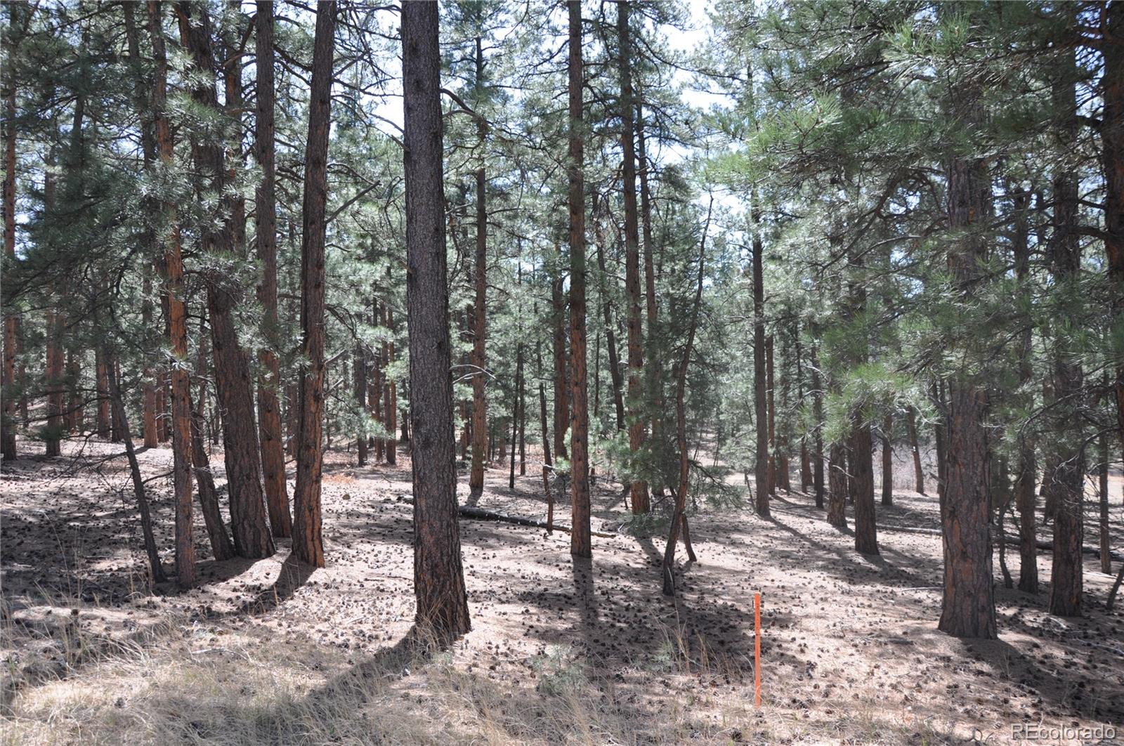 Wood Sorrel Road Larkspur, CO 80118 - Photo 4 of 10 a view of outdoor space with lots of trees