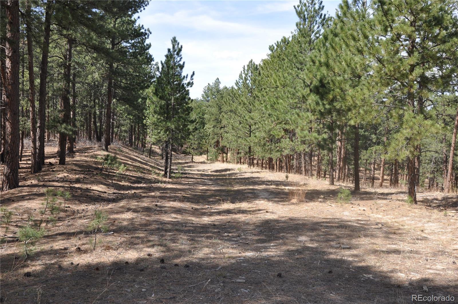 Wood Sorrel Road Larkspur, CO 80118 - Photo 7 of 10 a view of road with trees