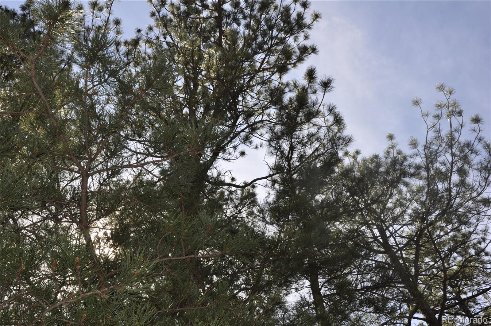 Wood Sorrel Road Larkspur, CO 80118 - Photo 8 of 10 a view of tree