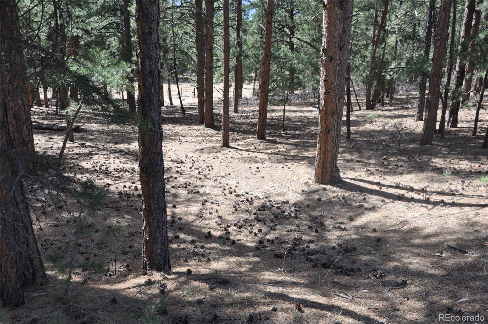 Wood Sorrel Road Larkspur, CO 80118 - Photo 9 of 10 a view of a trees with yard of the house