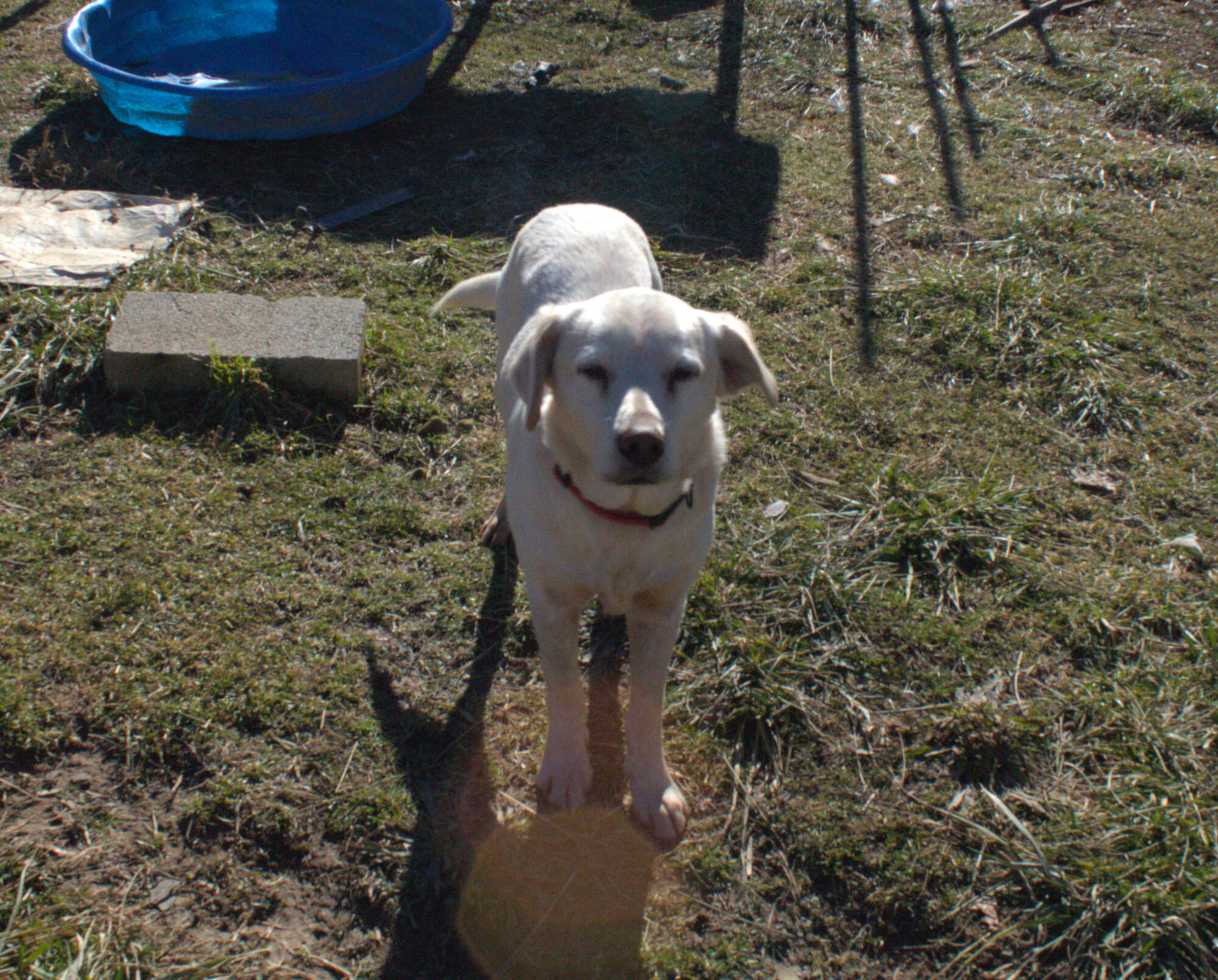 2006 Reed Branch Road Manchester, KY 40962 - Photo 51 of 53 pupps