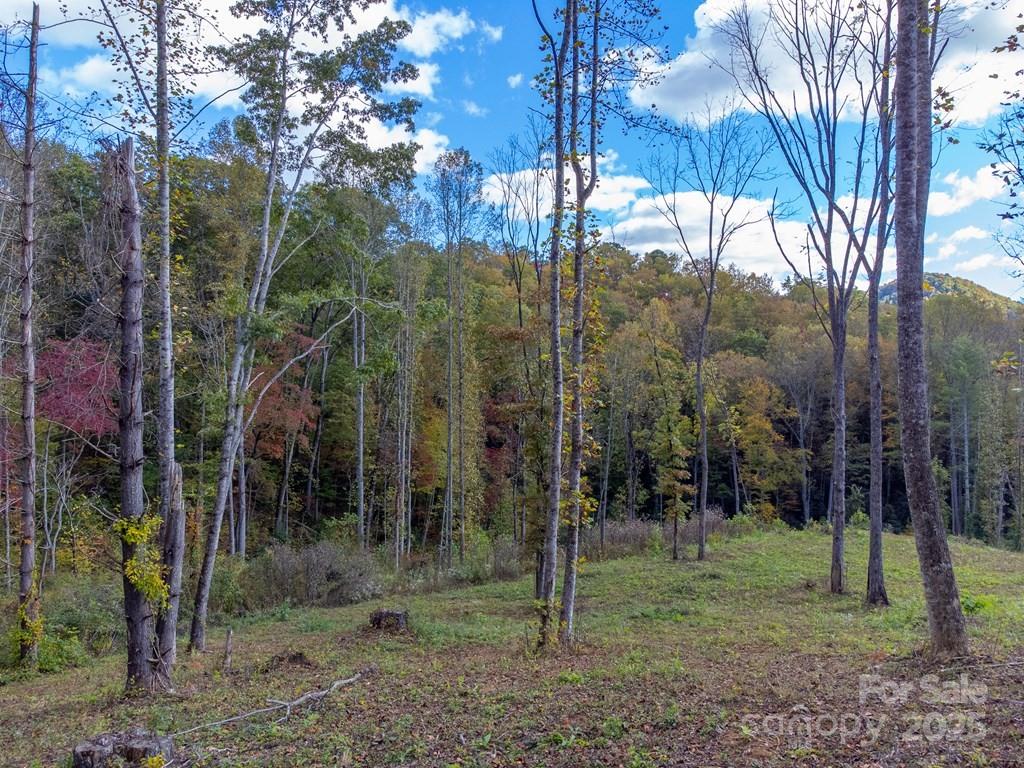 8125 Ellijay Road Franklin, NC 28734 - Photo 13 of 35 a view of a forest