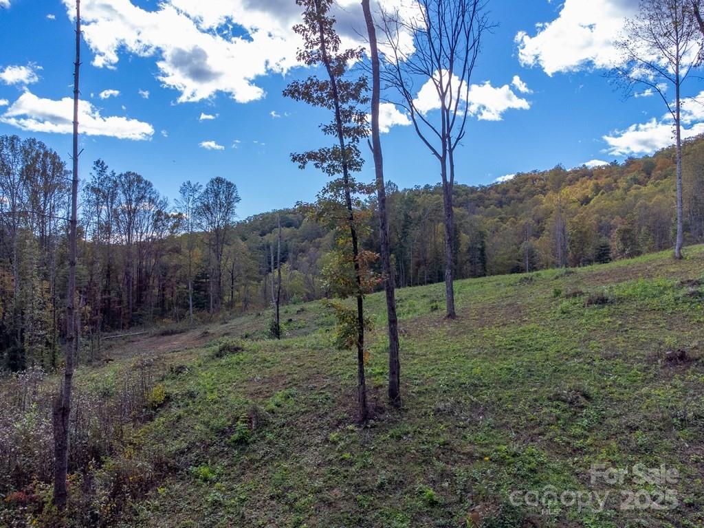 8125 Ellijay Road Franklin, NC 28734 - Photo 15 of 35 a view of a tree in a yard