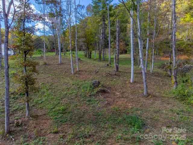 a view of a yard with a large trees