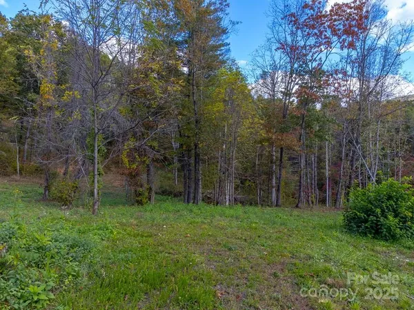 a view of a forest with trees in the background
