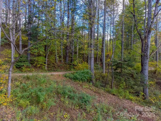 a view of a forest with trees