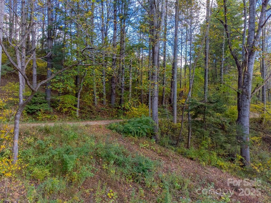 8125 Ellijay Road Franklin, NC 28734 - Photo 10 of 35 a view of forest