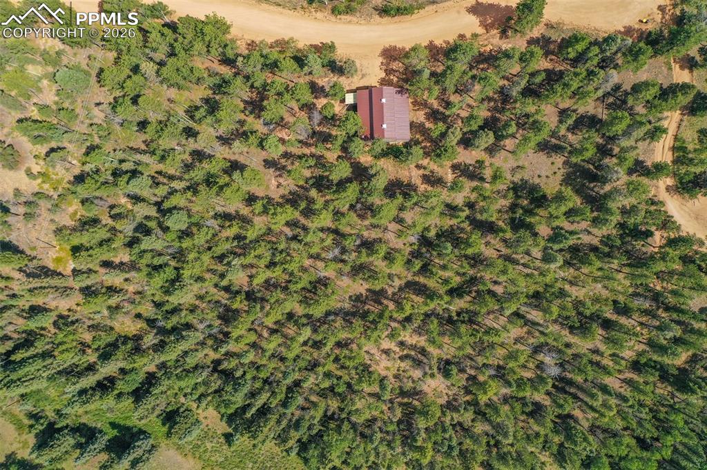 449 Woody Creek Road Divide, CO 80814 - Photo 7 of 20 a view of a big yard with plants and large trees