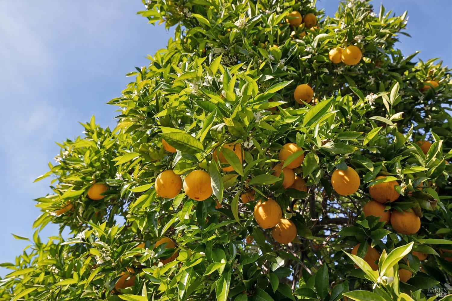 839 Greenberry Lane San Rafael, CA 94903 - Photo 43 of 57 a picture of flowers
