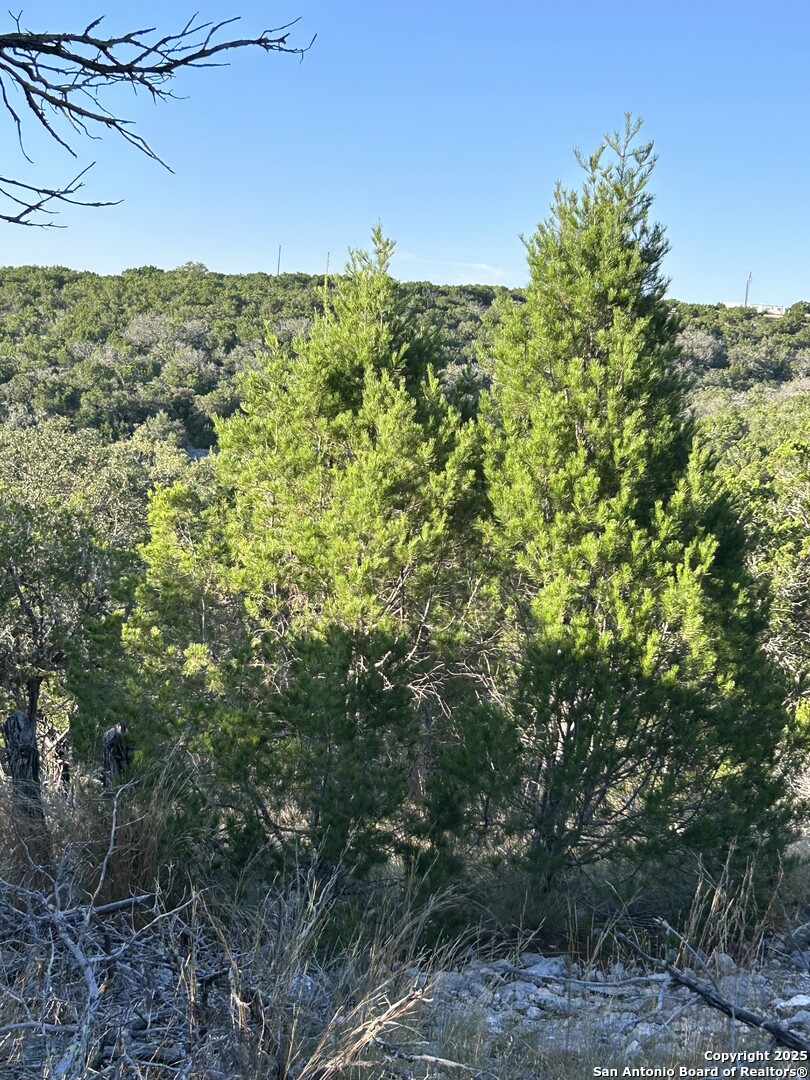 840 SD 23040 Rocksprings, TX 78880 - Photo 13 of 56 a view of a yard with a tree
