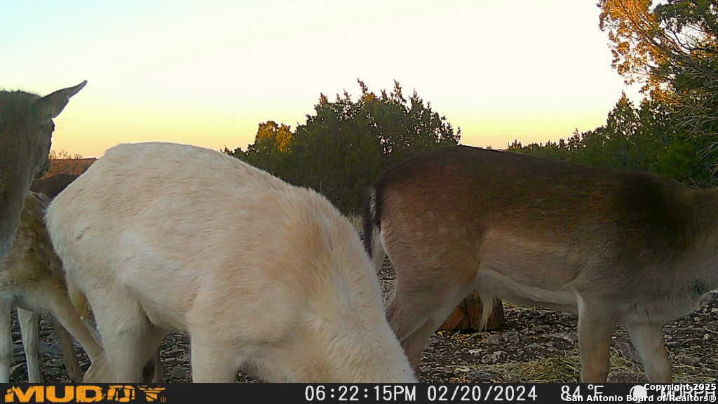 840 SD 23040 Rocksprings, TX 78880 - Photo 50 of 56 a view of a backyard
