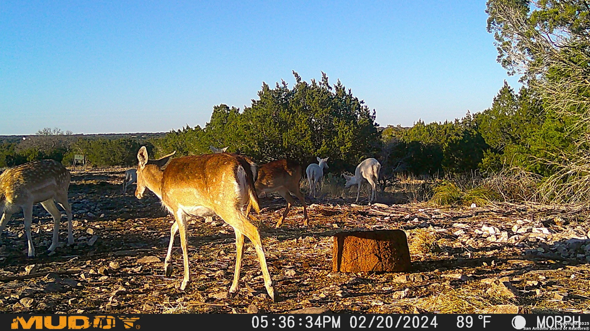 840 SD 23040 Rocksprings, TX 78880 - Photo 52 of 56 a backyard of a house with table and chairs