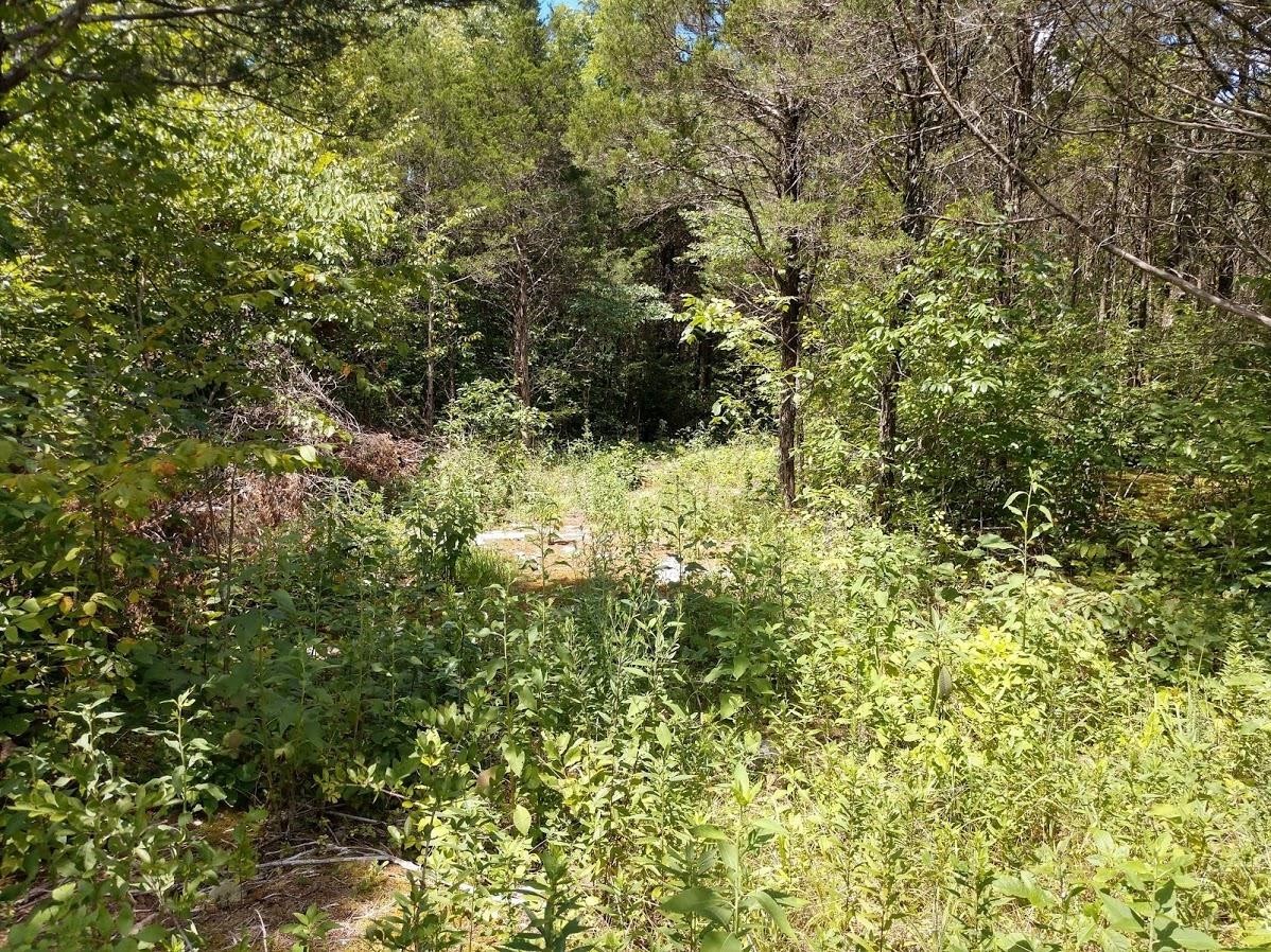 2366 Tracy Road Watertown, TN 37184 - Photo 7 of 25 a view of a yard with plants and wooden bench