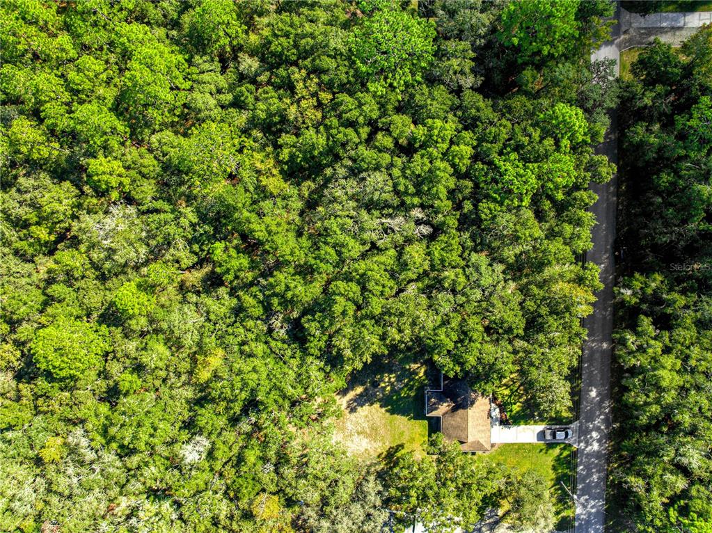 1155 East Bismark Street Hernando, FL 34442 - Photo 50 of 52 a view of a lush green forest
