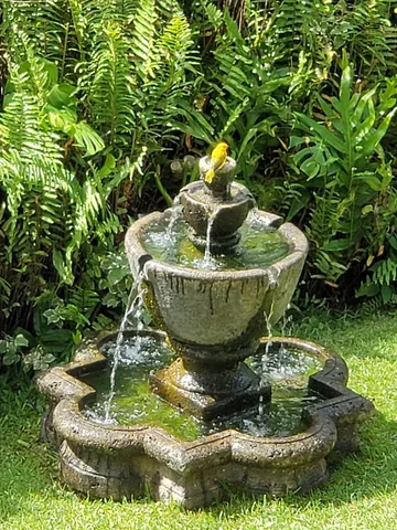 a view of a plant in a garden