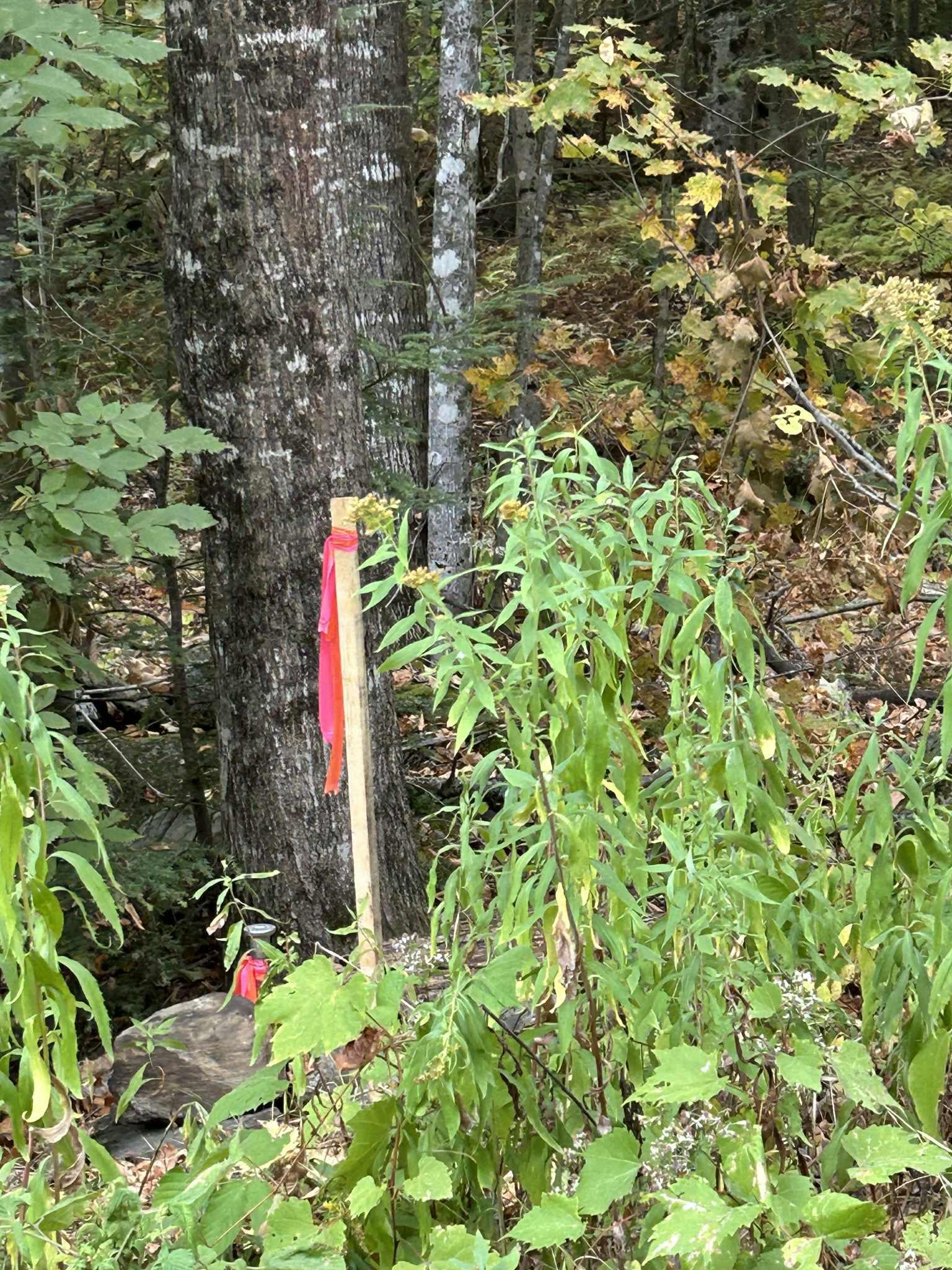 0 Crane Mt Road, Unit LOT # 2 Townshend, VT 05353 - Photo 4 of 5