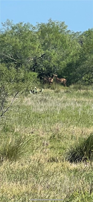 0 Fm 771 Riviera, TX 78379 - Photo 27 of 27 a view of outdoor space and a yard