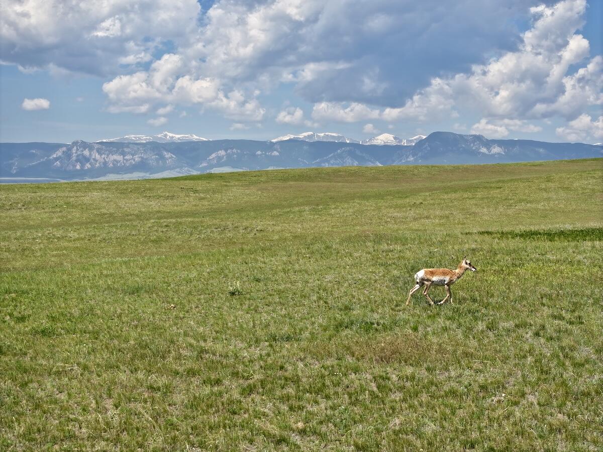 2 Trabing Road Buffalo, WY 82834 - Photo 4 of 21 3 copy