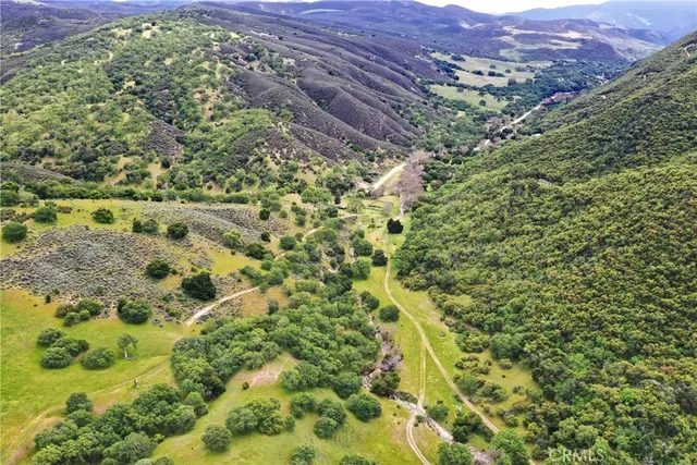 a view of a lush green forest with trees in the background
