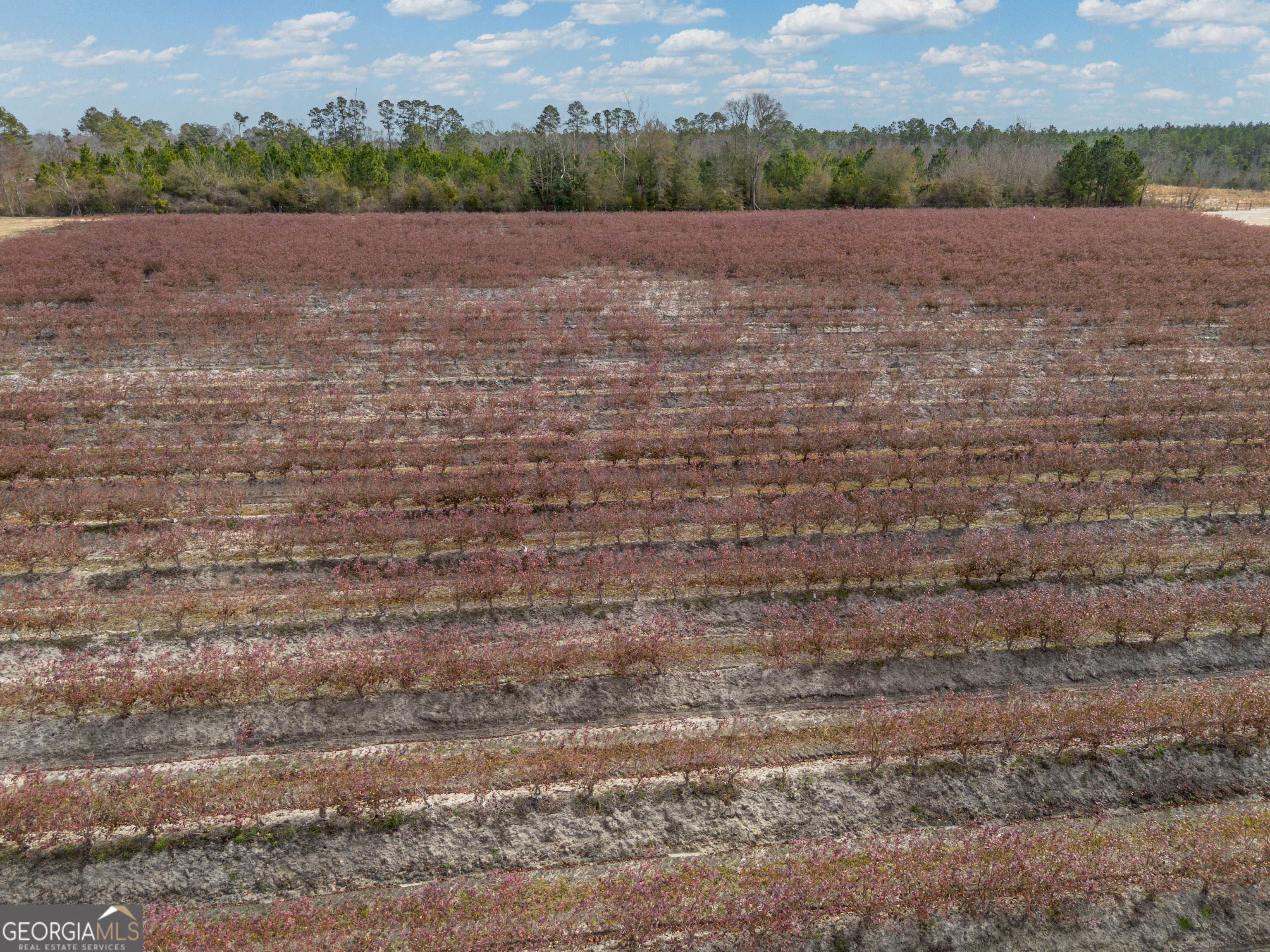 367 Whipporwill Road Nicholls, GA 31554 - Photo 14 of 36