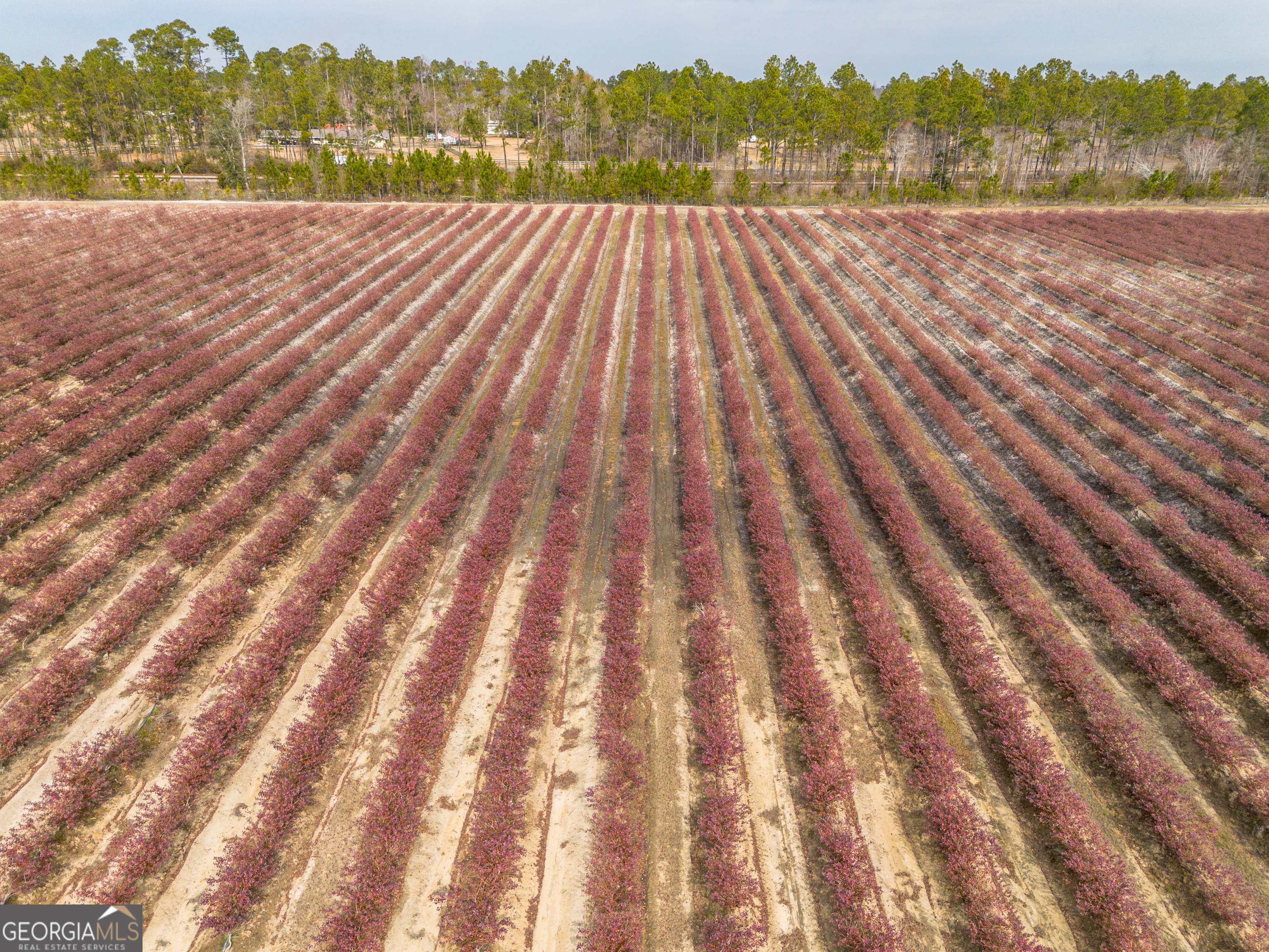 367 Whipporwill Road Nicholls, GA 31554 - Photo 15 of 36