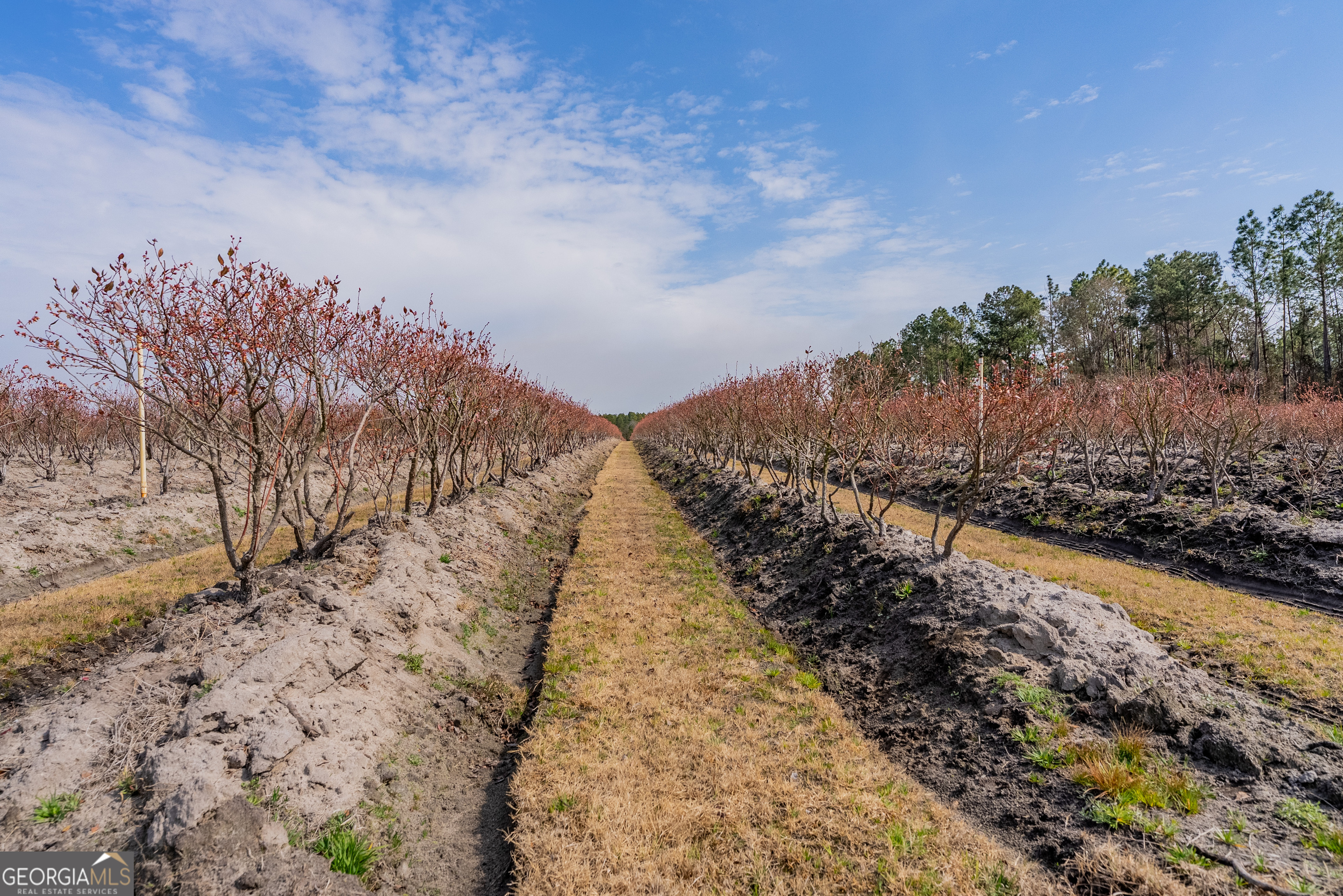 367 Whipporwill Road Nicholls, GA 31554 - Photo 22 of 36