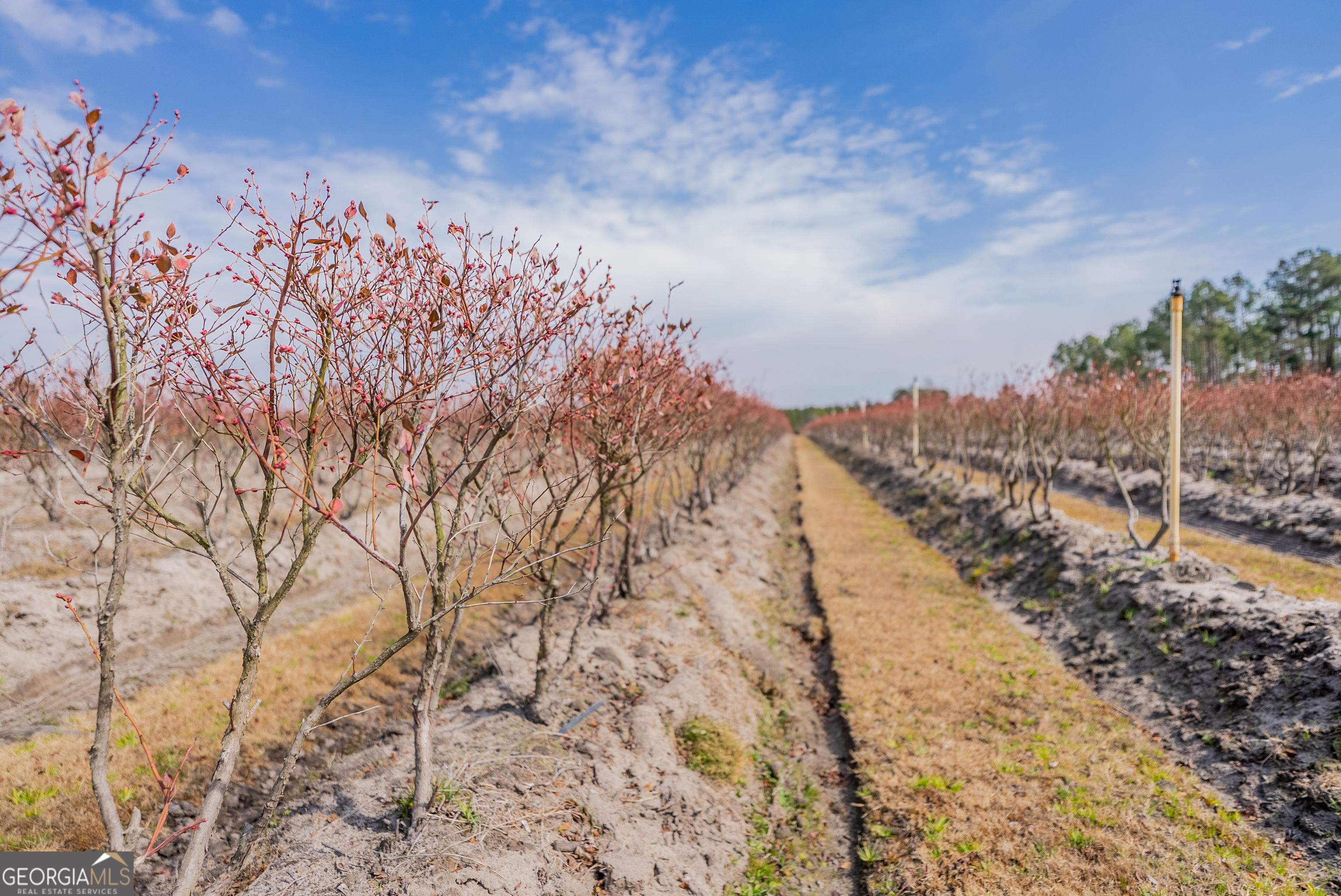 367 Whipporwill Road Nicholls, GA 31554 - Photo 24 of 36