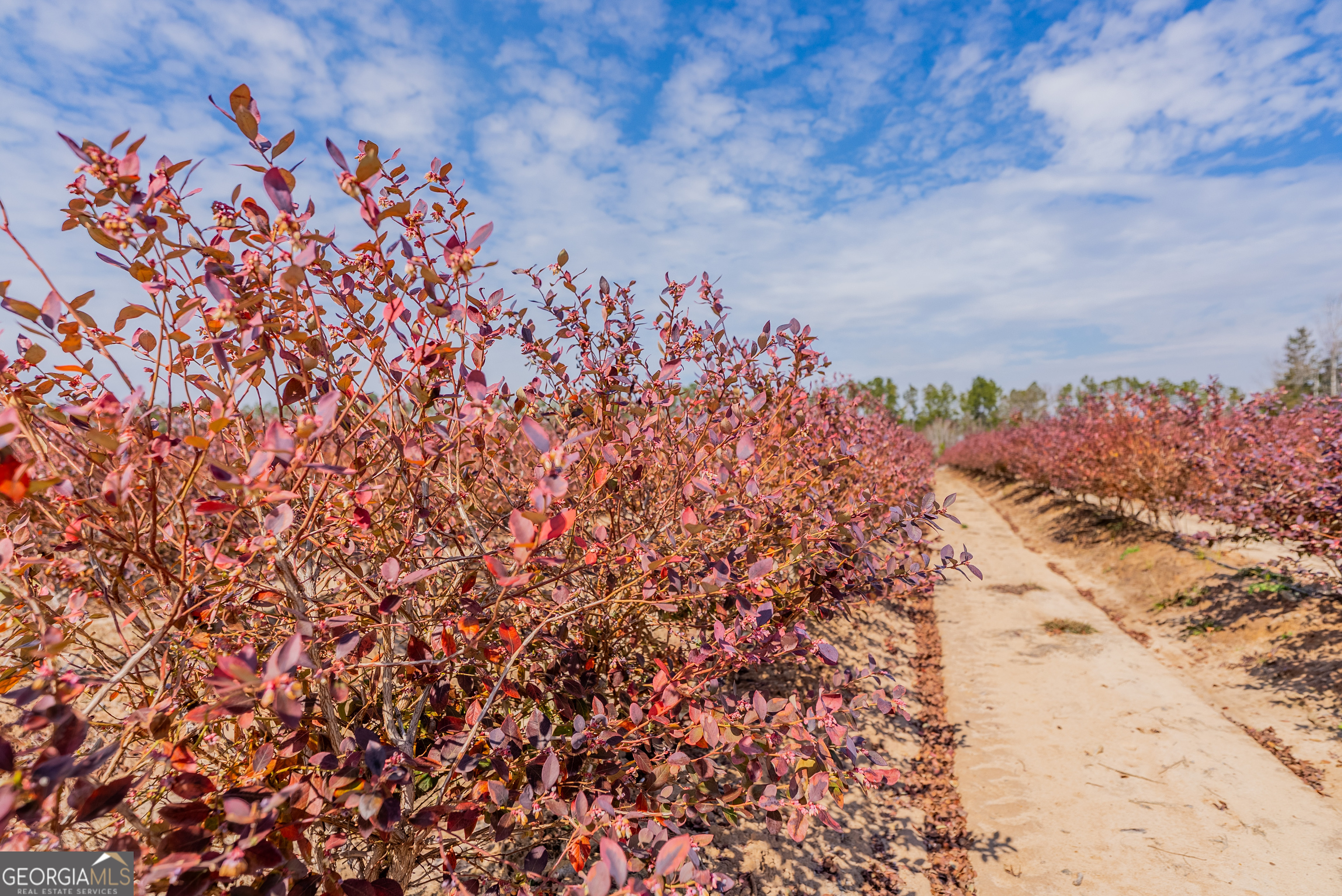 367 Whipporwill Road Nicholls, GA 31554 - Photo 28 of 36