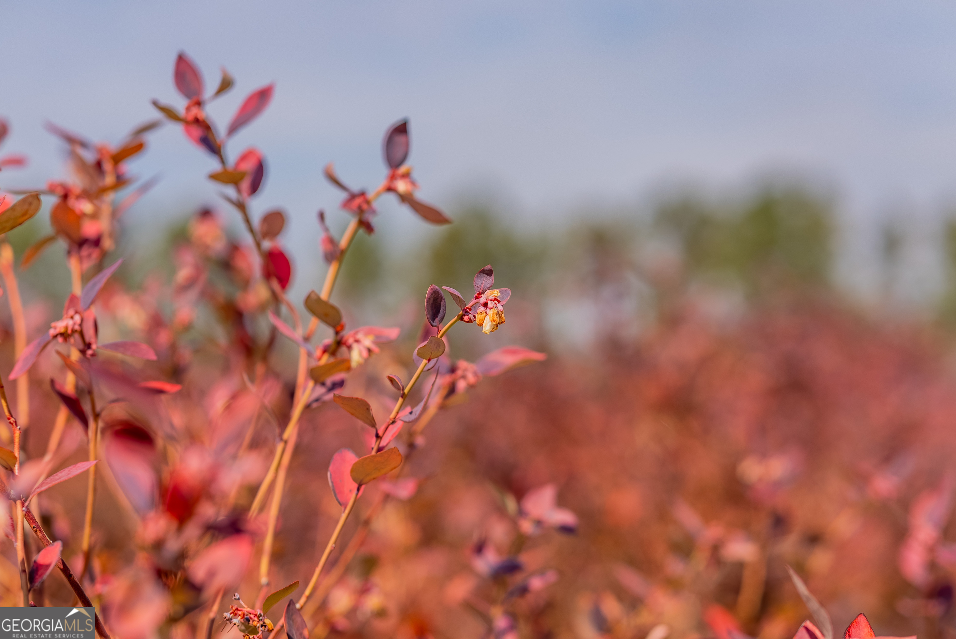 367 Whipporwill Road Nicholls, GA 31554 - Photo 29 of 36