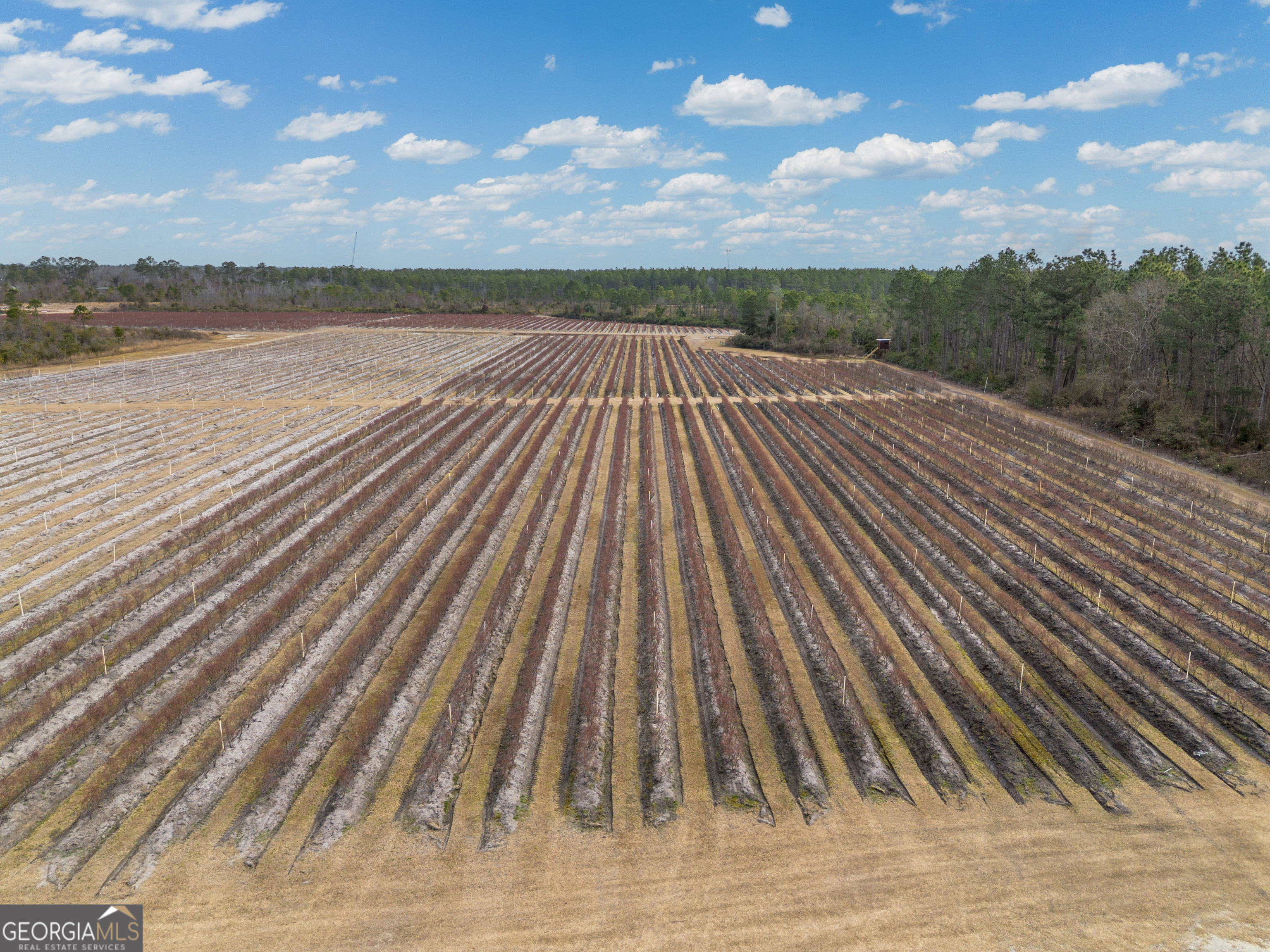 367 Whipporwill Road Nicholls, GA 31554 - Photo 3 of 36