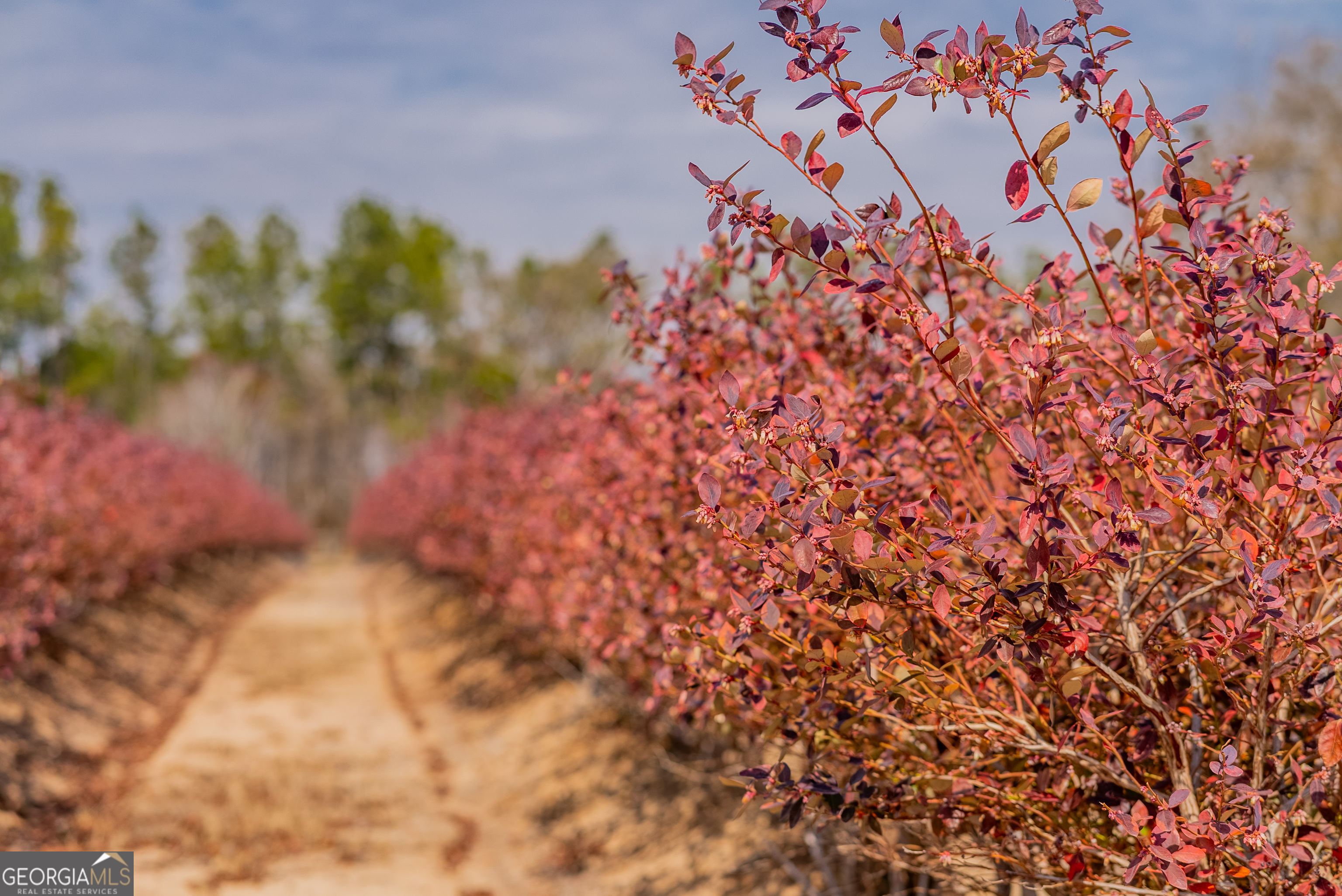 367 Whipporwill Road Nicholls, GA 31554 - Photo 31 of 36