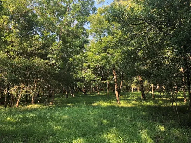 a view of outdoor space with a garden and trees