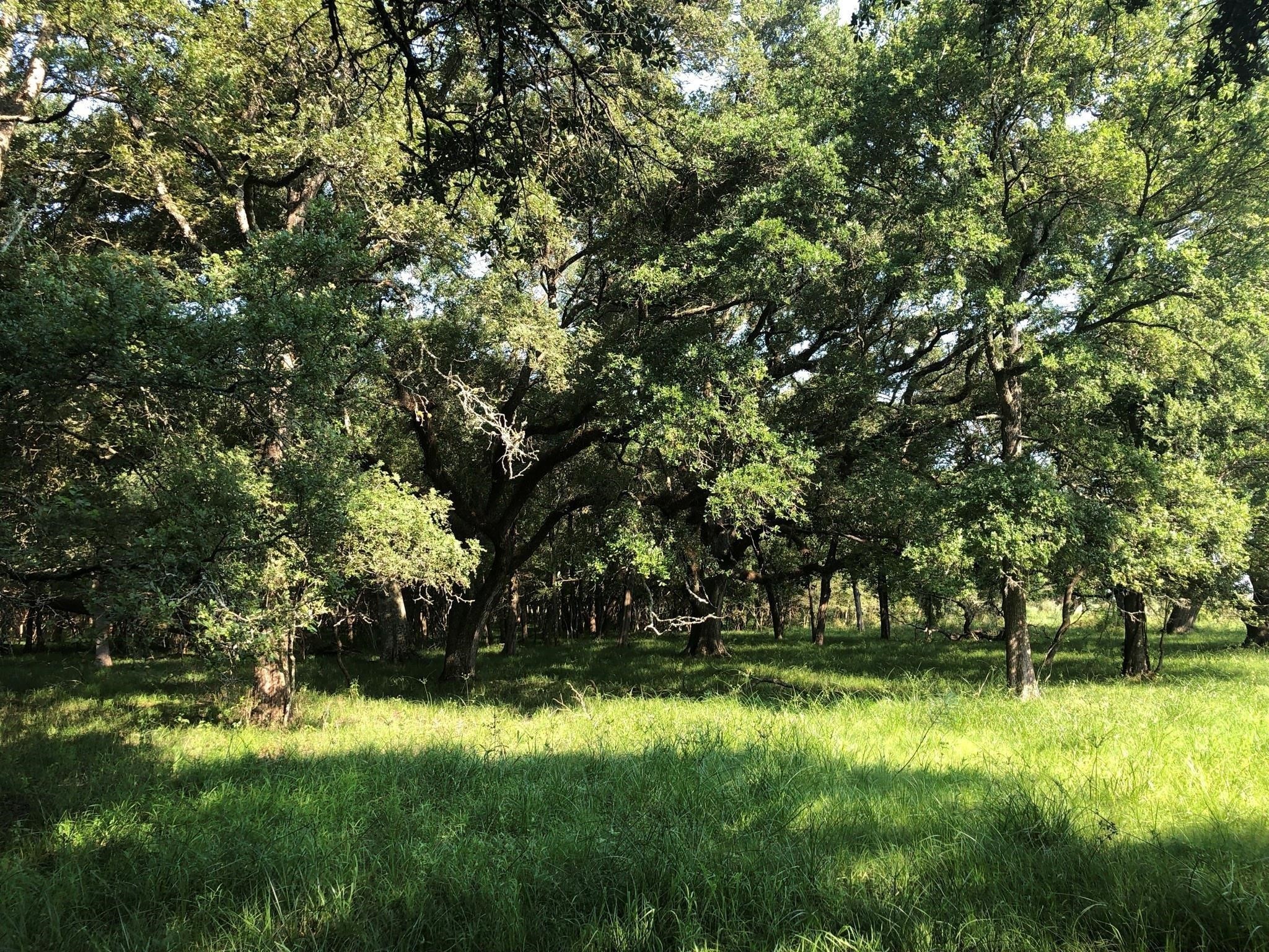 0 County Road 522 Guy, TX 77444 - Photo 2 of 7 a view of backyard with green space