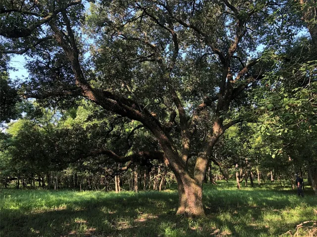 a view of a golf course with a trees