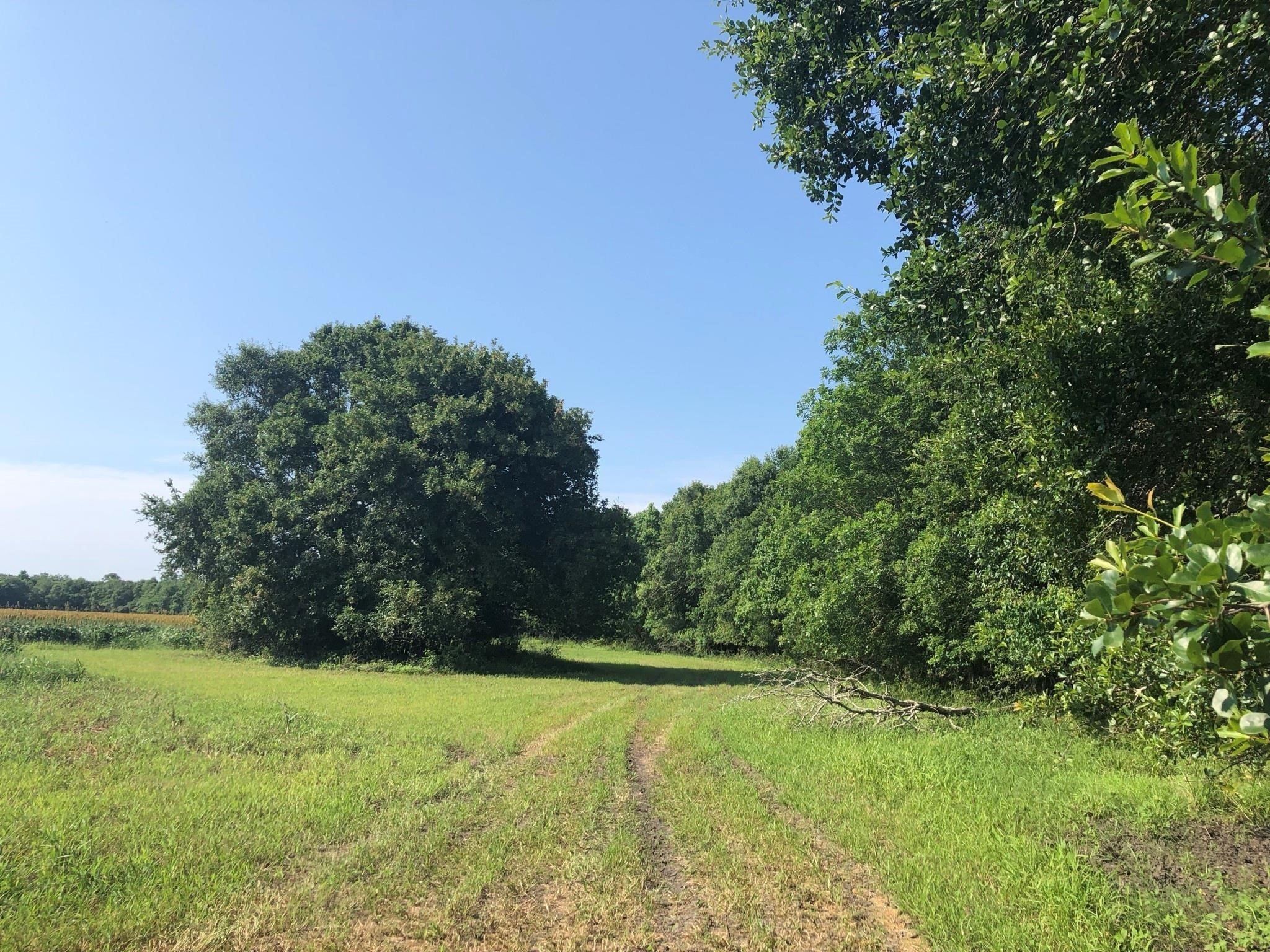 0 County Road 522 Guy, TX 77444 - Photo 4 of 7 a view of an outdoor space and a yard